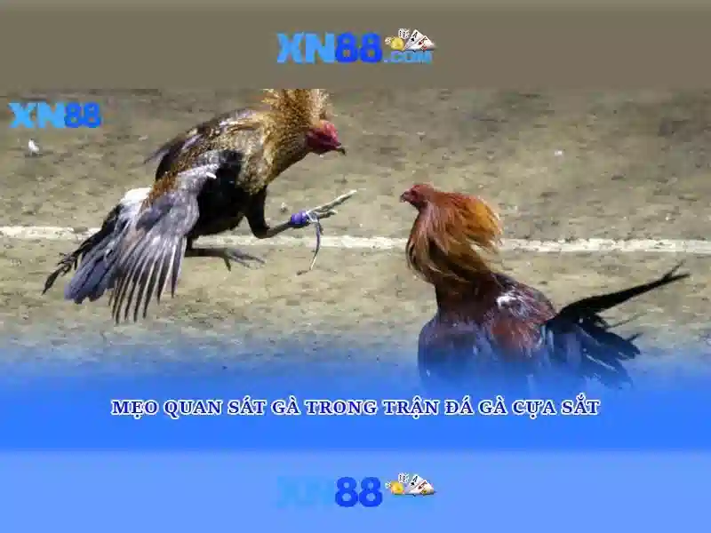 💎ca cuoc bet💎