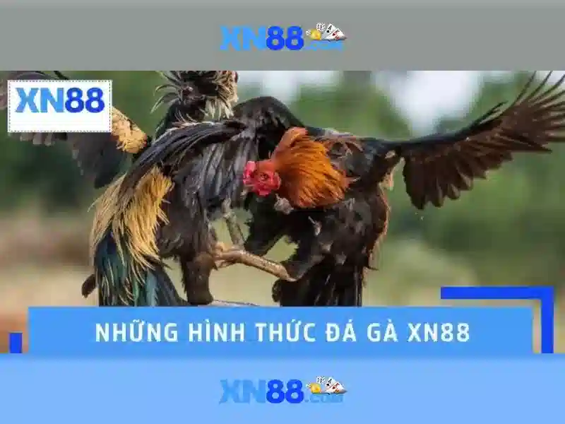 💎trang cá cược bóng đá trangcado💎
