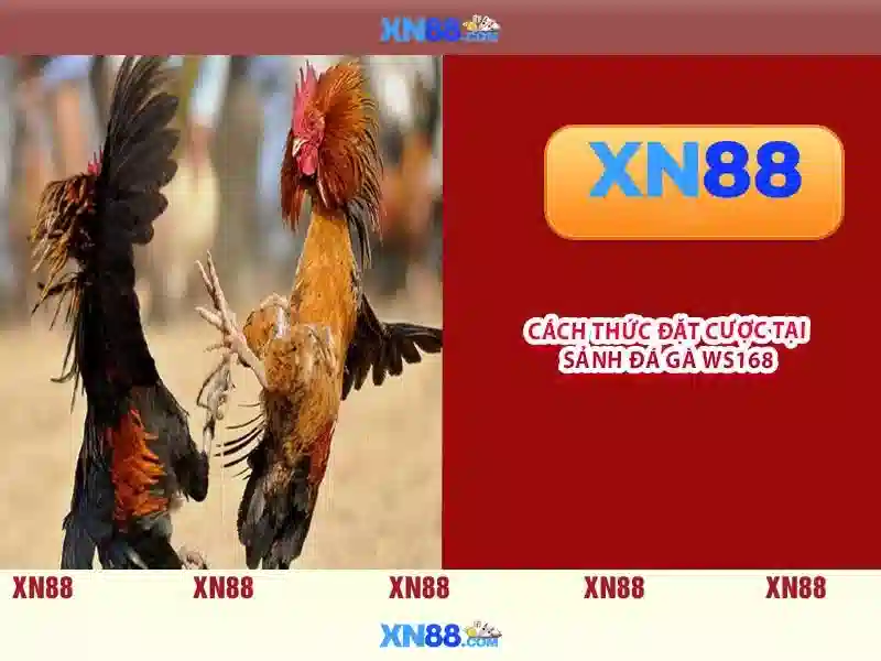 💎top 12 cá cược bóng đá trực tuyến💎
