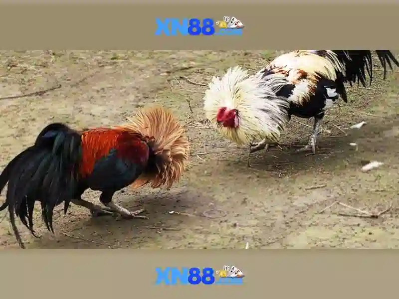 💎ket qua bong da nha cái💎
