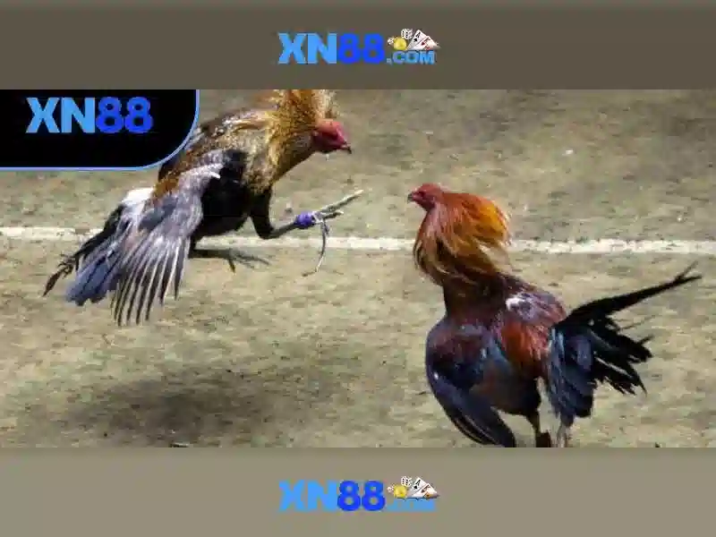 💎sân 66b triều khúc💎 - sata 66b/s - 66b nss