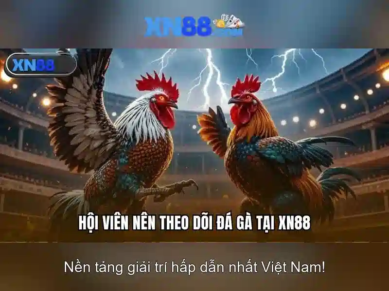 điều kiện đăng ký - XN88
